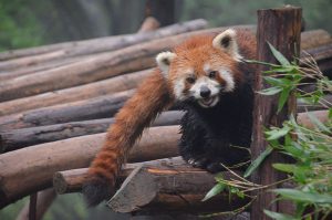Chengdu-Red-Panda-2