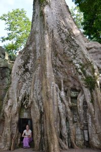Roo-inside-giant-tree