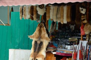 Terracota-warriors-Dog-fur