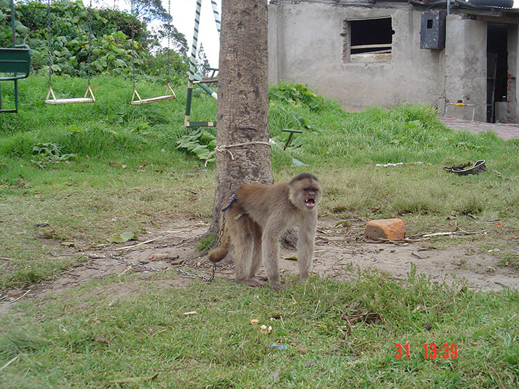 Chained Monkey