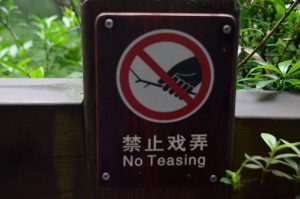 Chengdu-No-Teasing