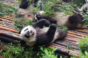 Chengdu-Panda-lying