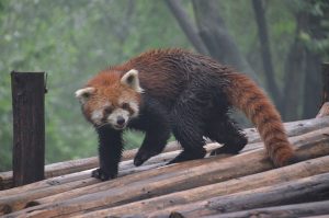 Chengdu-Red-Panda