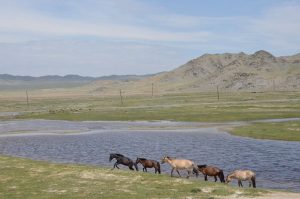 Wild Mongolian Horses