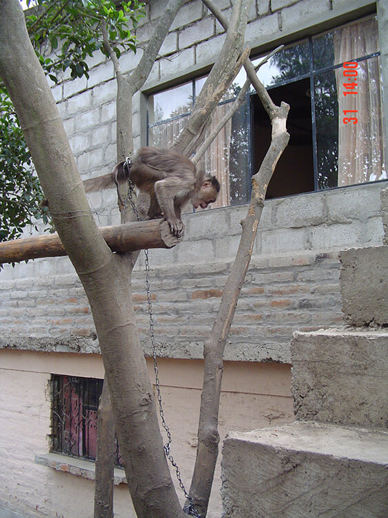 Chained Monkey 3