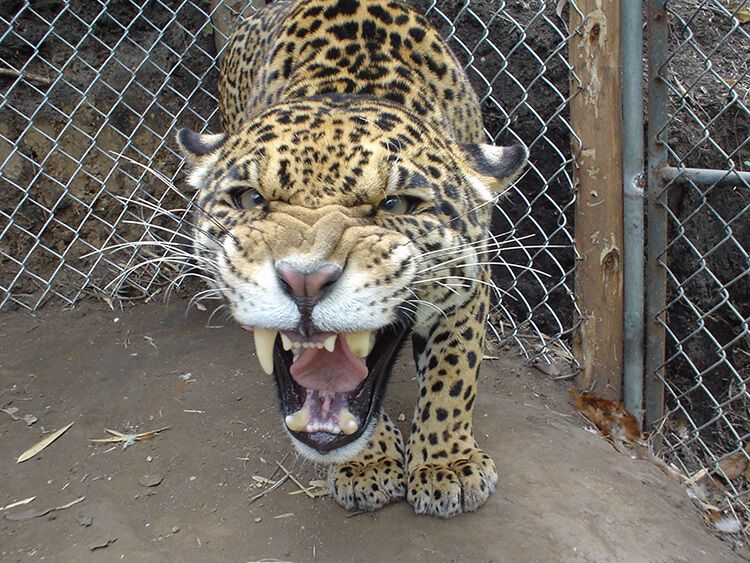 Jaguar snarling