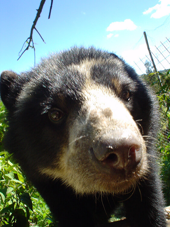 Andean Bear Cub